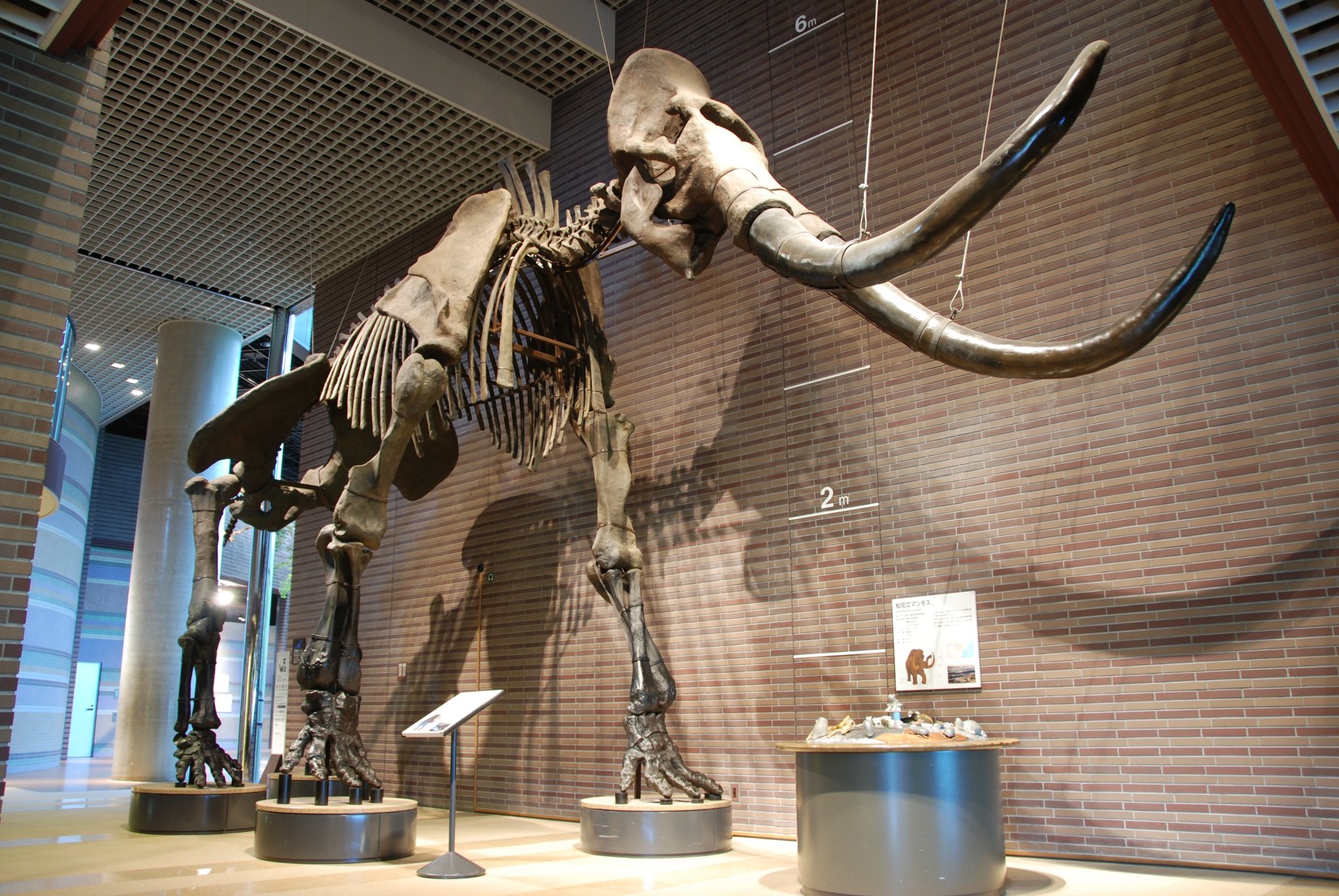 🦖 이바라키 자연사 박물관(뮤지엄파크 이바라키켄 시젠하쿠부츠칸) 이미지 9